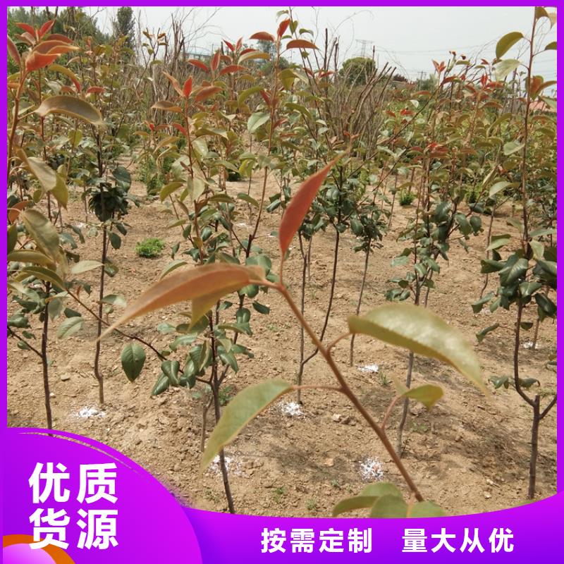 梨树桃树苗定制零售批发