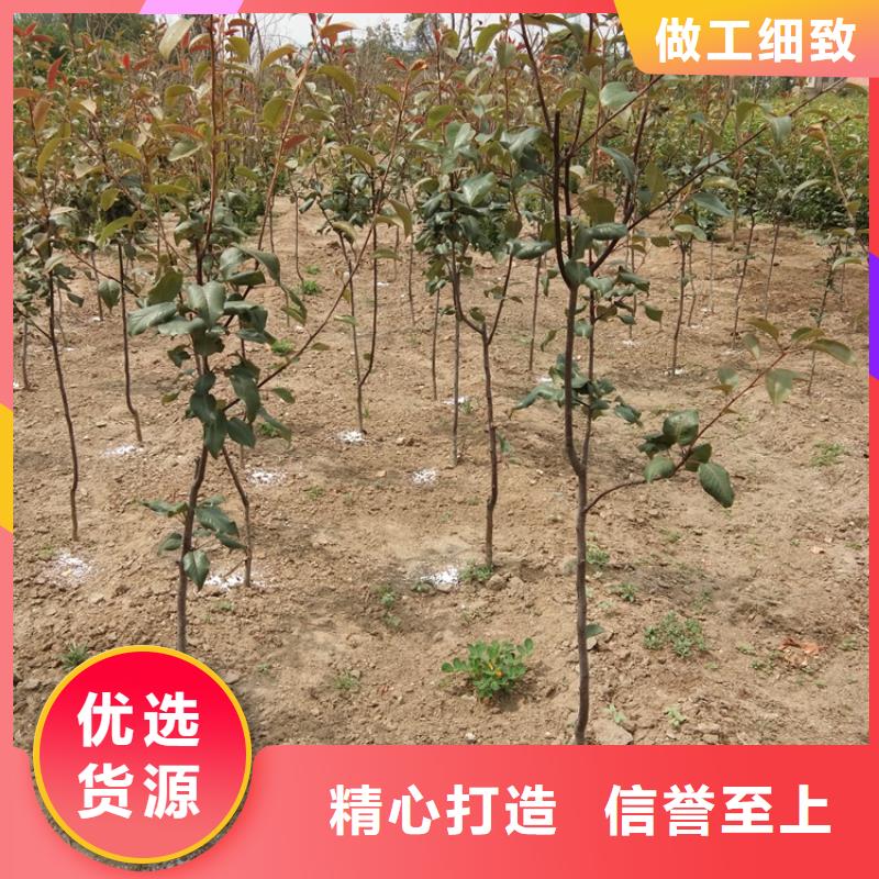 梨树桃树苗定制零售批发