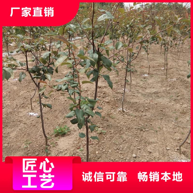 梨树花椒苗厂家