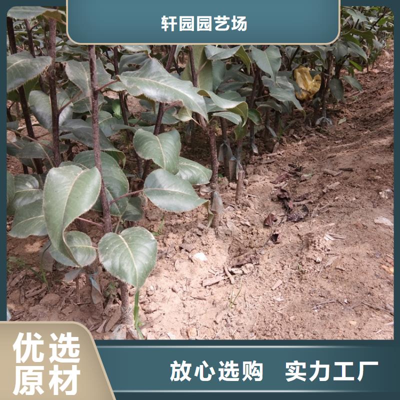 梨树花椒苗厂家