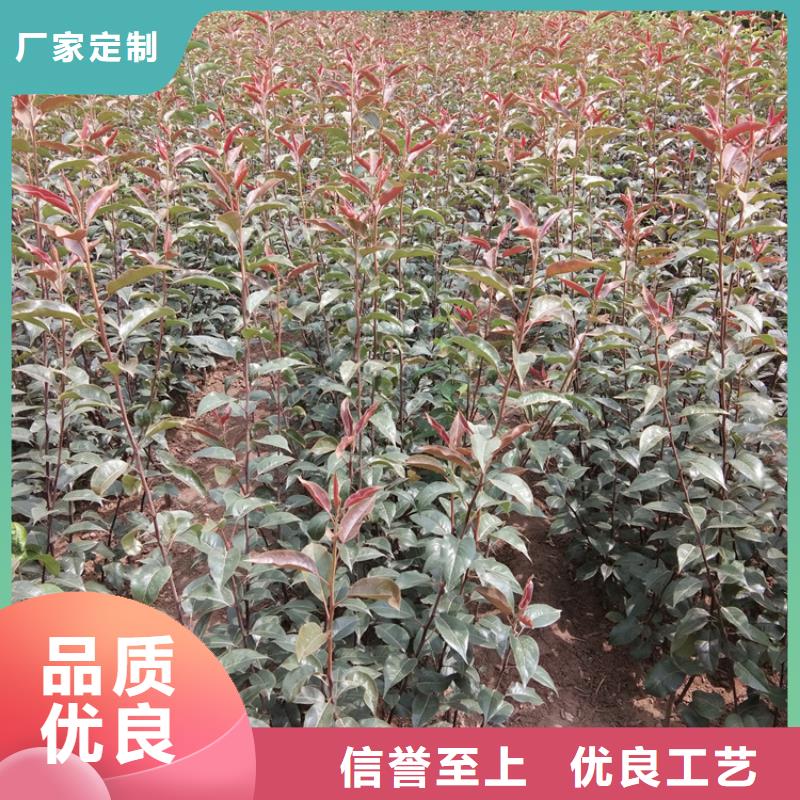 【梨树】_黄瓜苗放心选购