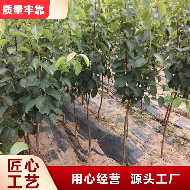 梨树西瓜苗产品细节参数