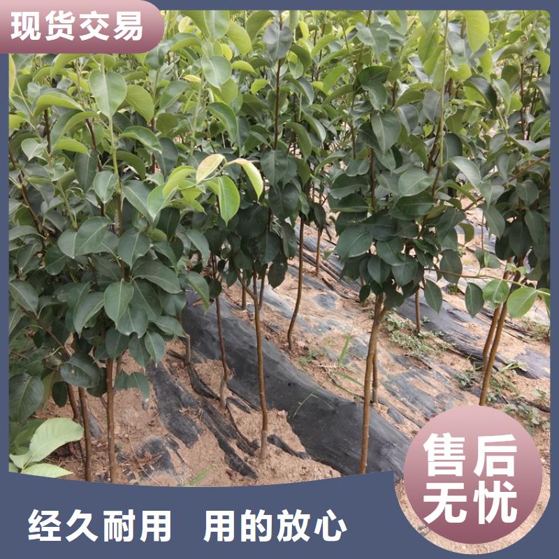梨树_【猕猴桃苗】实力雄厚品质保障