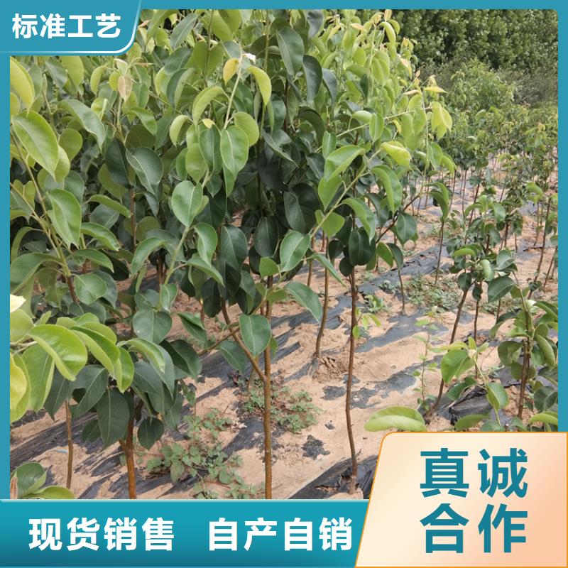 梨树-嘎啦苹果生产型