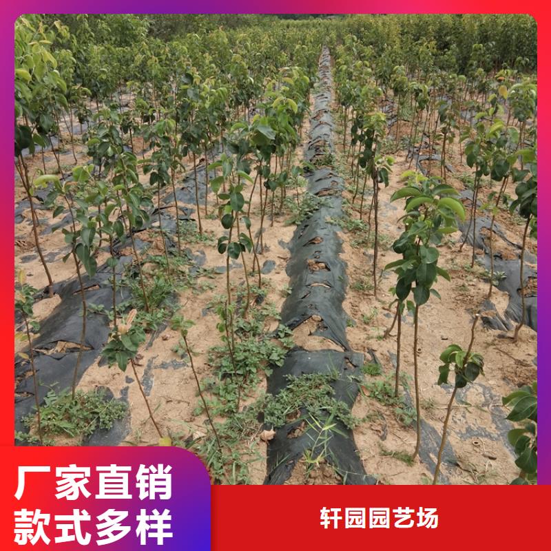 梨树_樱桃苗实力商家