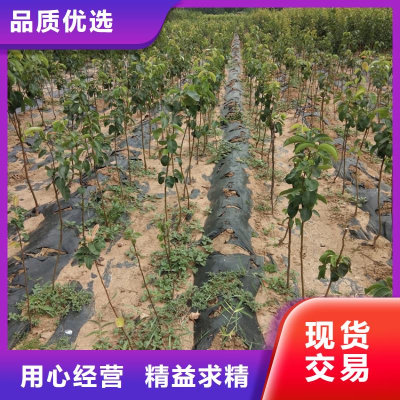 梨树【梨树苗】质优价保