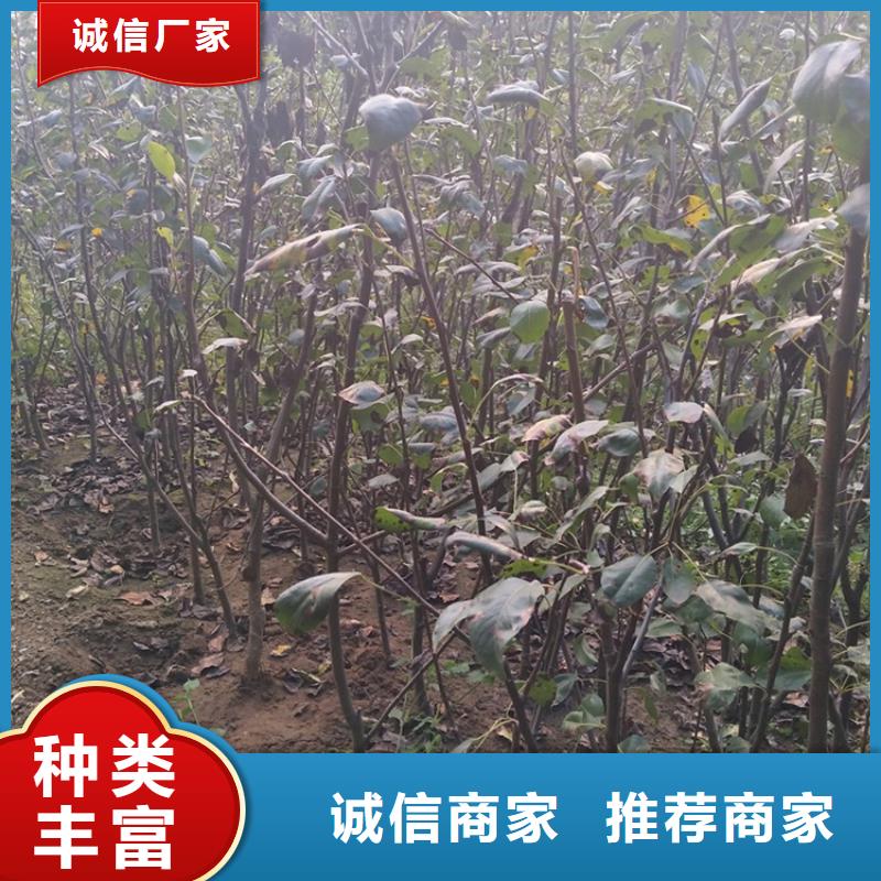 【梨树_猕猴桃苗为您提供一站式采购服务】