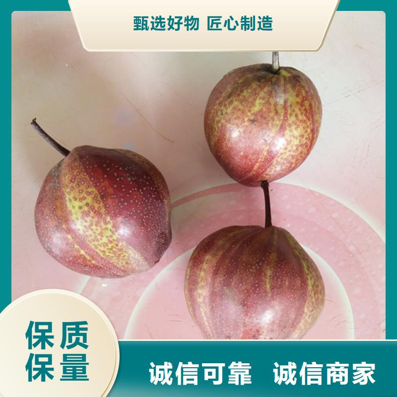 【梨树】苹果苗拒绝差价