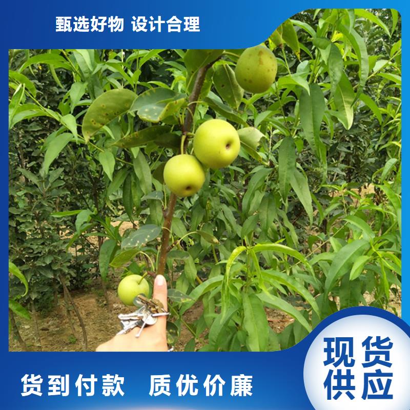 梨树_石榴树批发供应