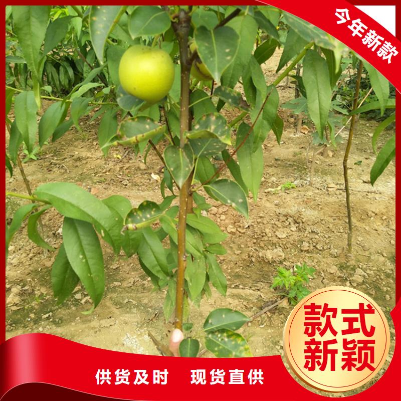 梨树-苹果苗发货及时