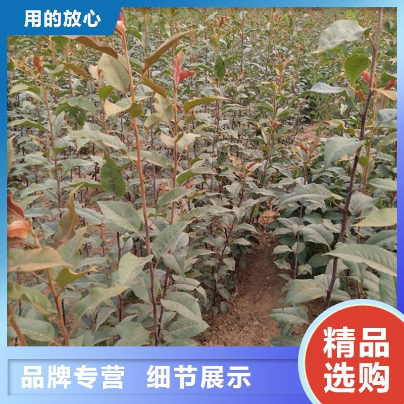 梨树-嘎啦苹果生产型