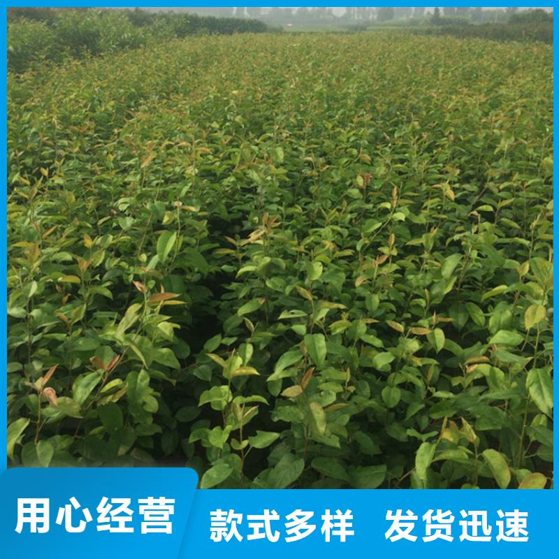 梨树,葡萄苗厂家直销值得选择