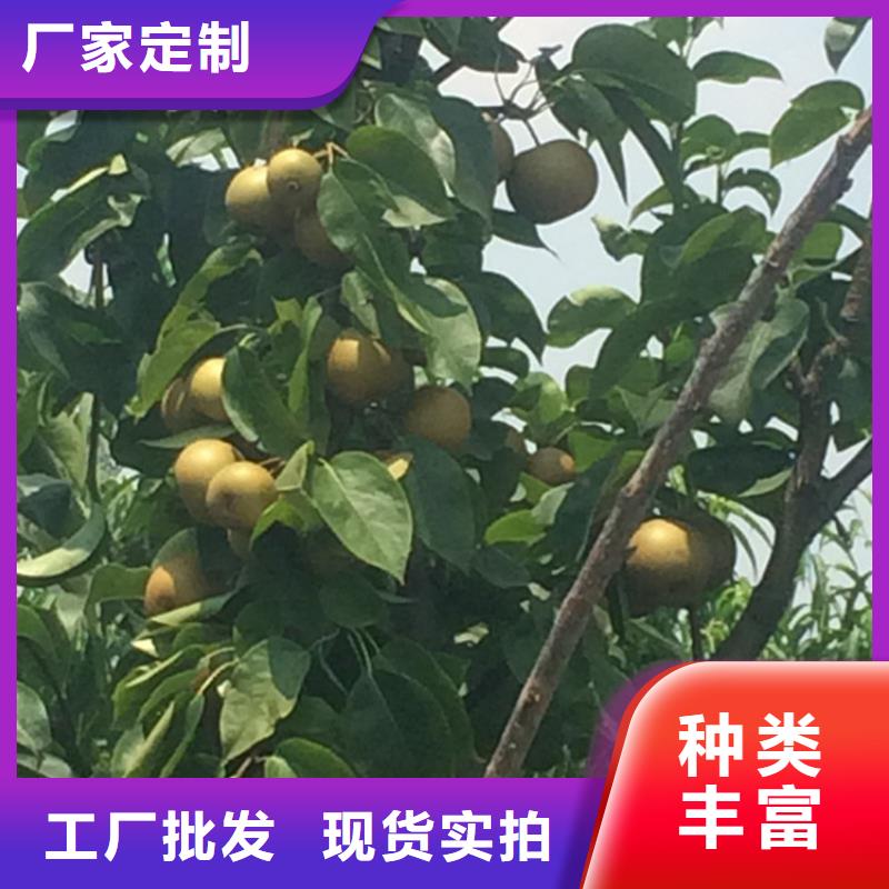 梨树西瓜番石榴苗符合行业标准
