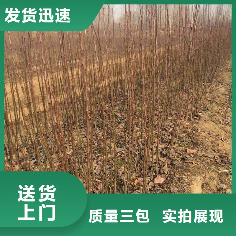 梨树桃树苗定制零售批发