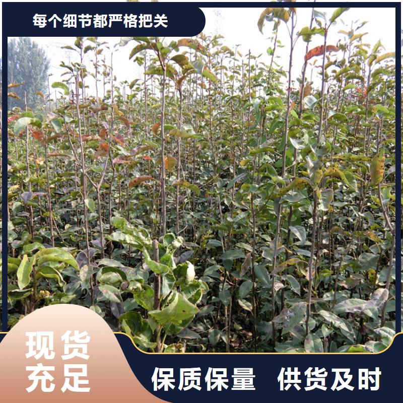 梨树_樱桃苗实力商家