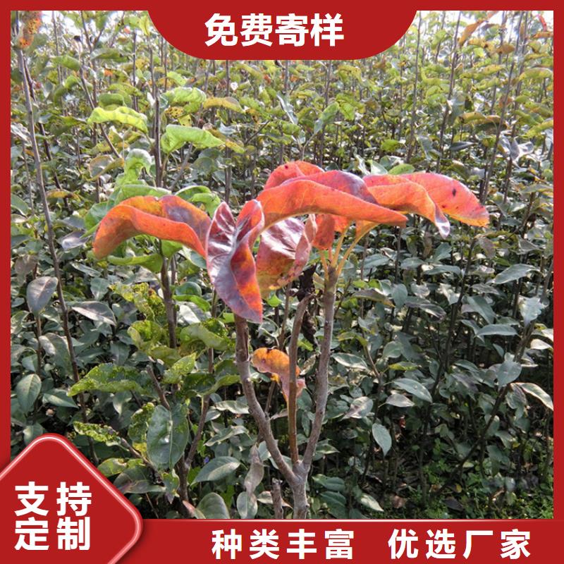 梨树,葡萄苗厂家直销值得选择