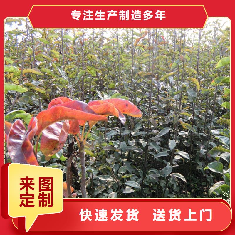 梨树花椒苗厂家