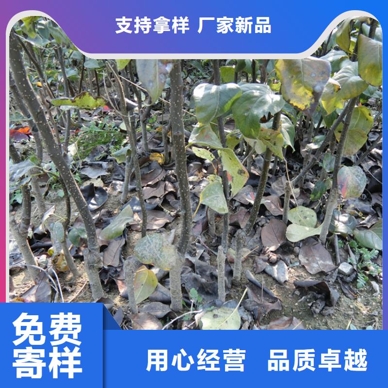 梨树,葡萄苗厂家直销值得选择