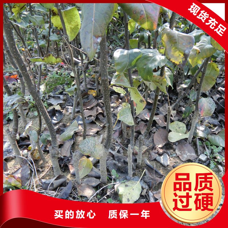 【梨树樱桃苗精心打造】