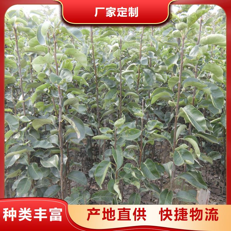 梨树石榴树精心选材