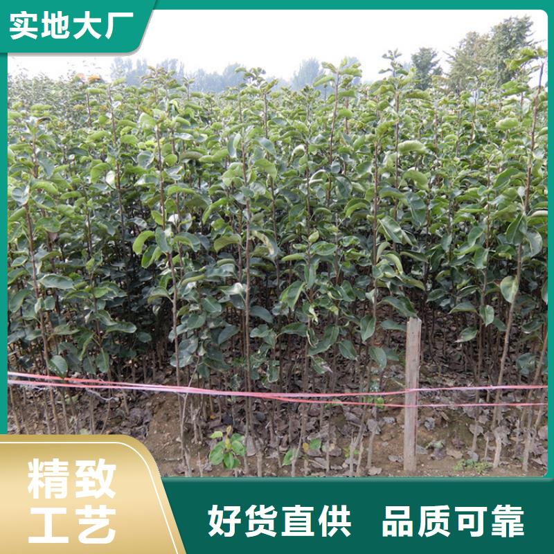 梨树,苹果苗定制速度快工期短