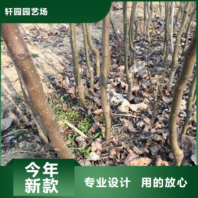 【梨树】苹果苗拒绝差价