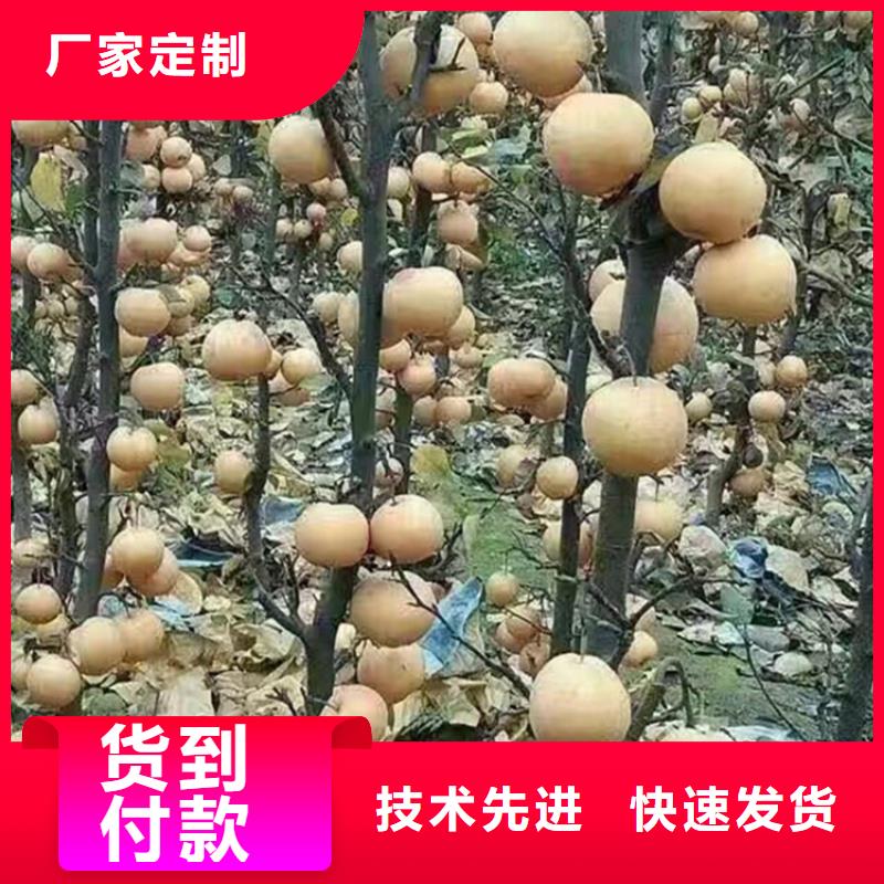 梨树,葡萄苗厂家直销值得选择