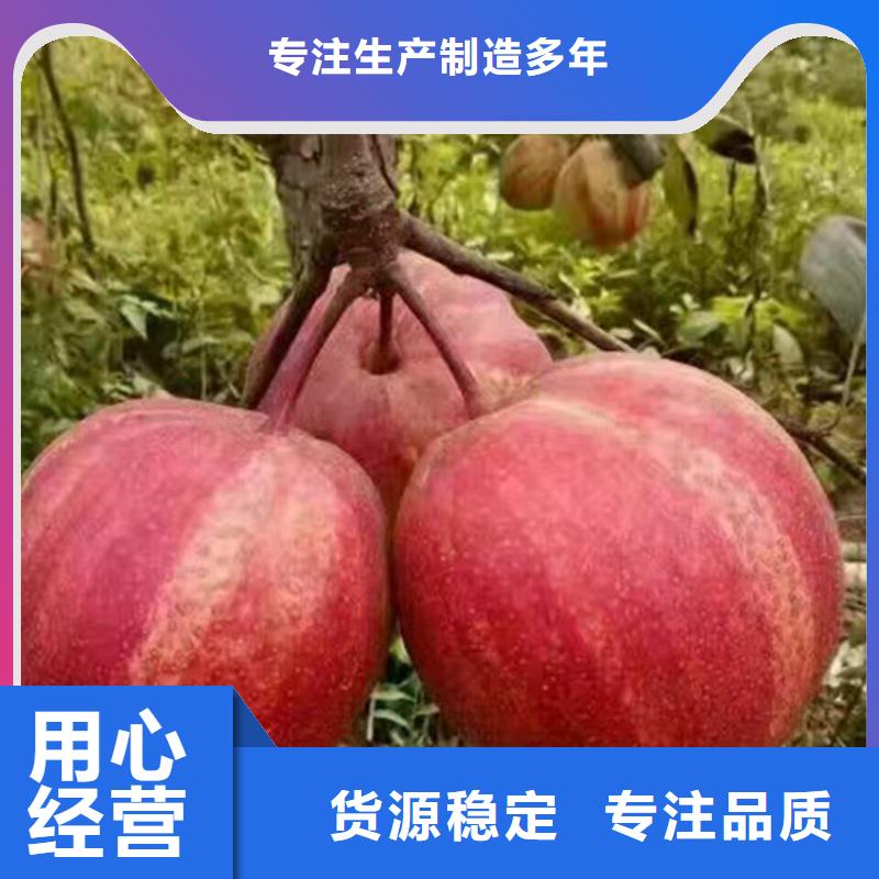 真材实料加工定制轩园梨树 樱桃苗质保一年