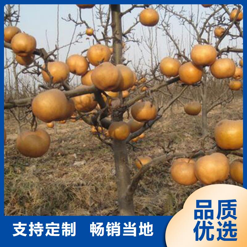 真材实料加工定制轩园梨树 樱桃苗质保一年