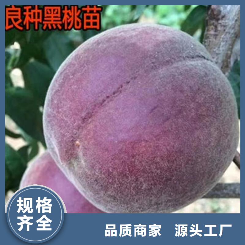 桃_樱桃苗产地源头好货