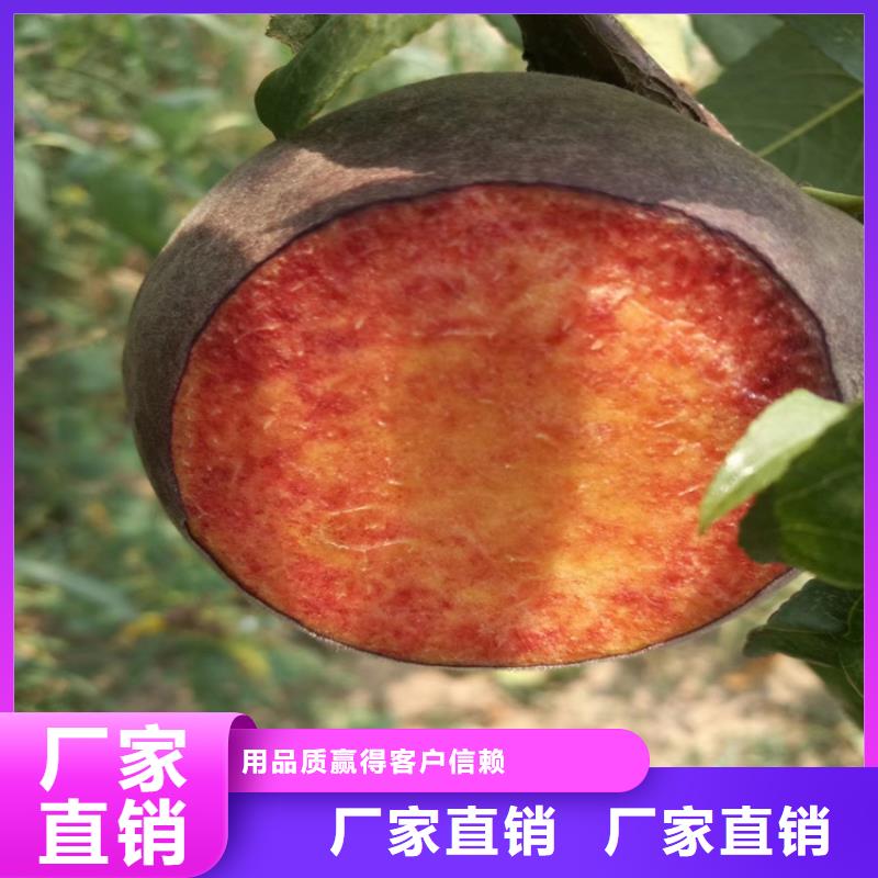 桃,梨树苗价格合理