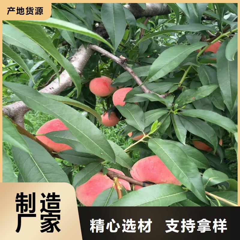 桃【蓝莓苗】用心做品质