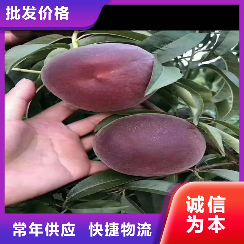 桃,梨树苗价格合理