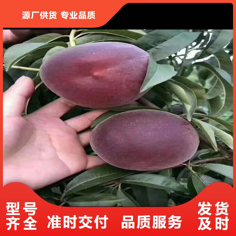 桃苹果苗现货齐全售后无忧