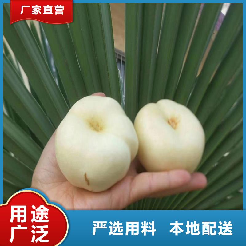 桃桃树苗专业按需定制