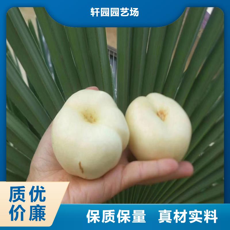 桃樱桃苗定制零售批发