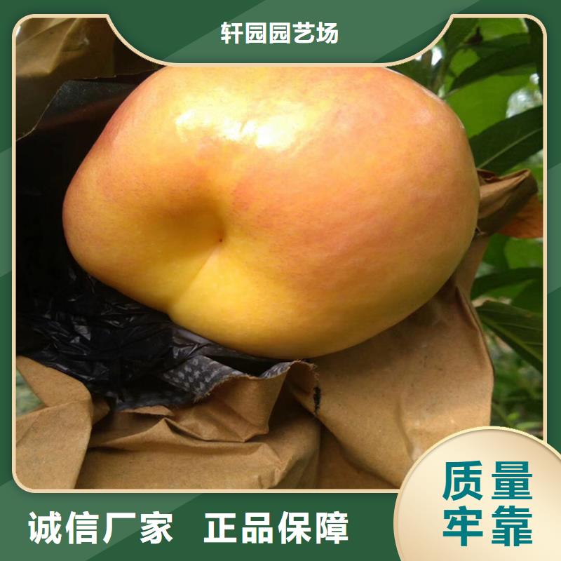 桃【北美冬青】主推产品