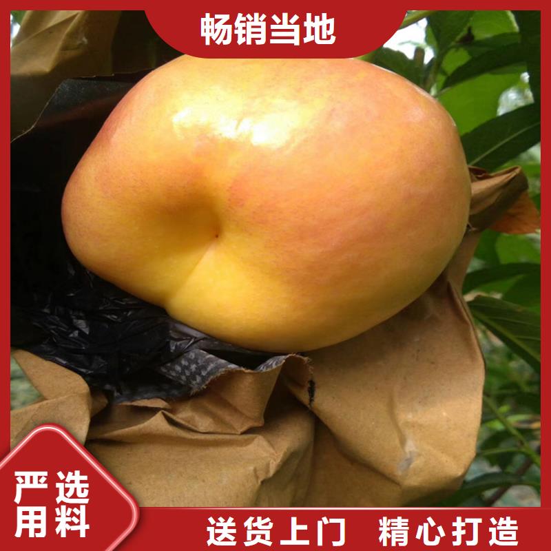 桃石榴苗今日新品