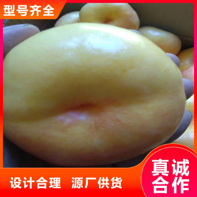 桃-苹果苗品牌大厂家