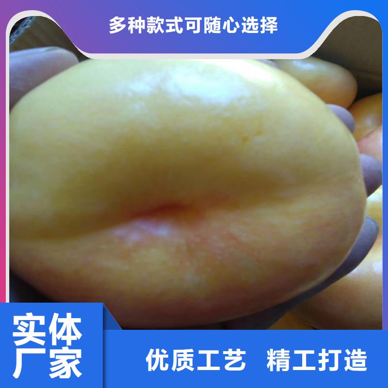 桃【板栗苗】实体诚信厂家