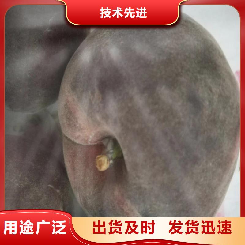 桃石榴树源头厂家直销