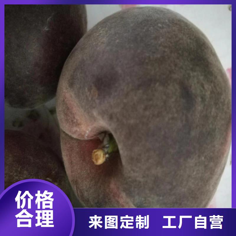 桃苹果苗N年生产经验