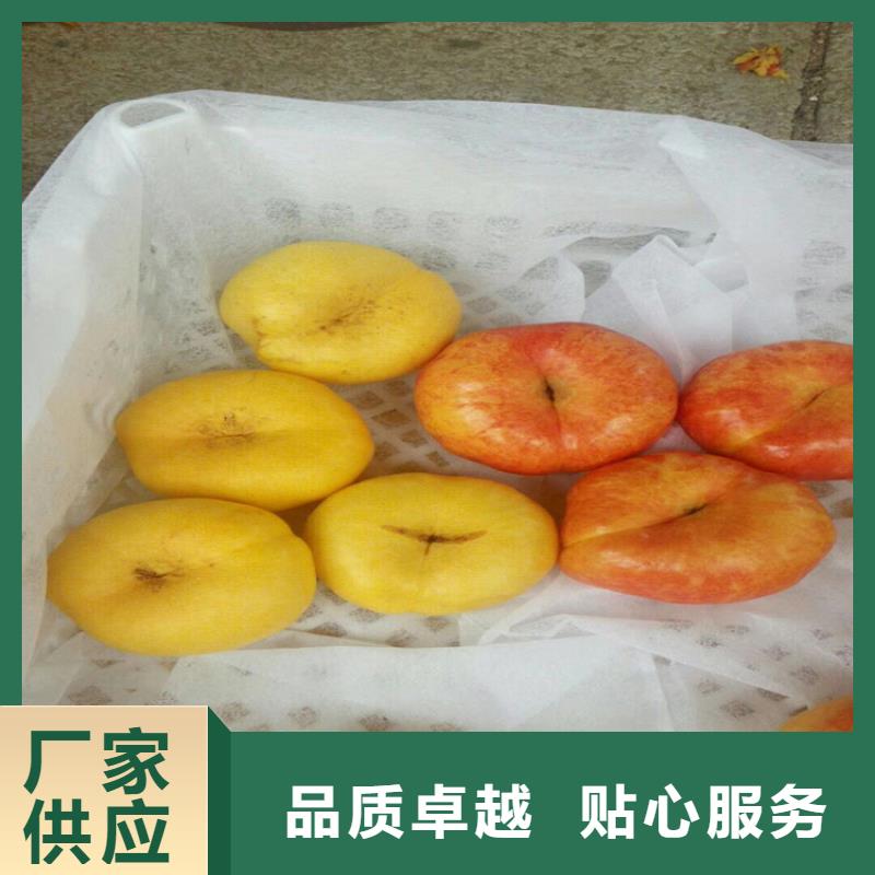 桃_桃树苗免费回电