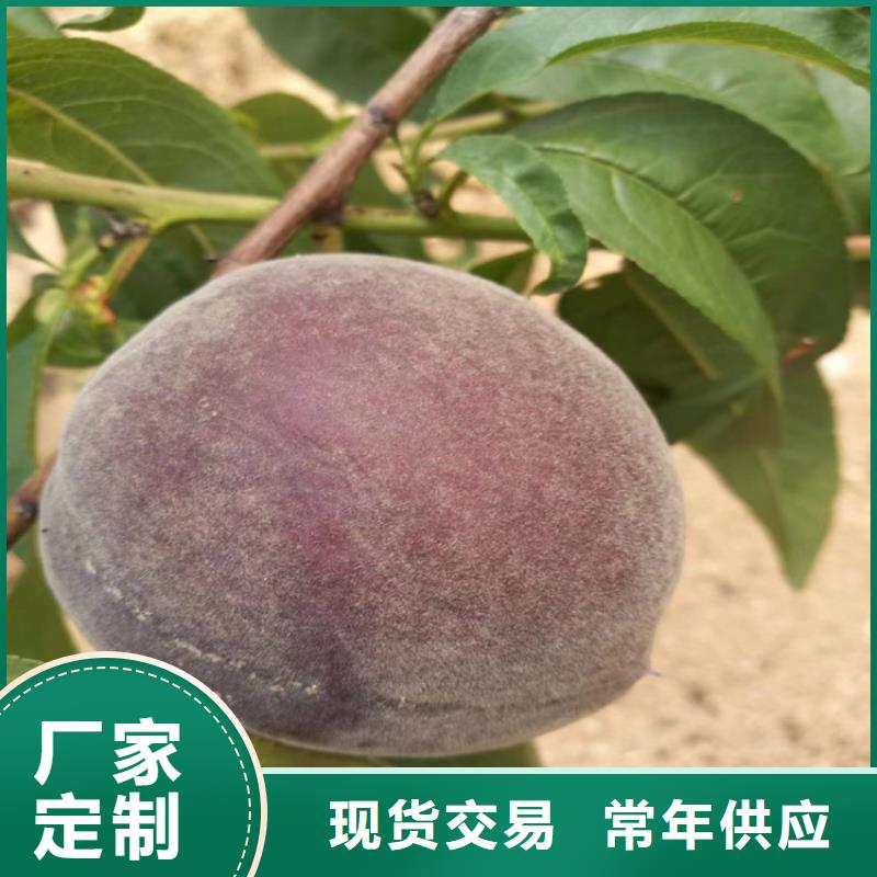 桃_桃树苗免费回电