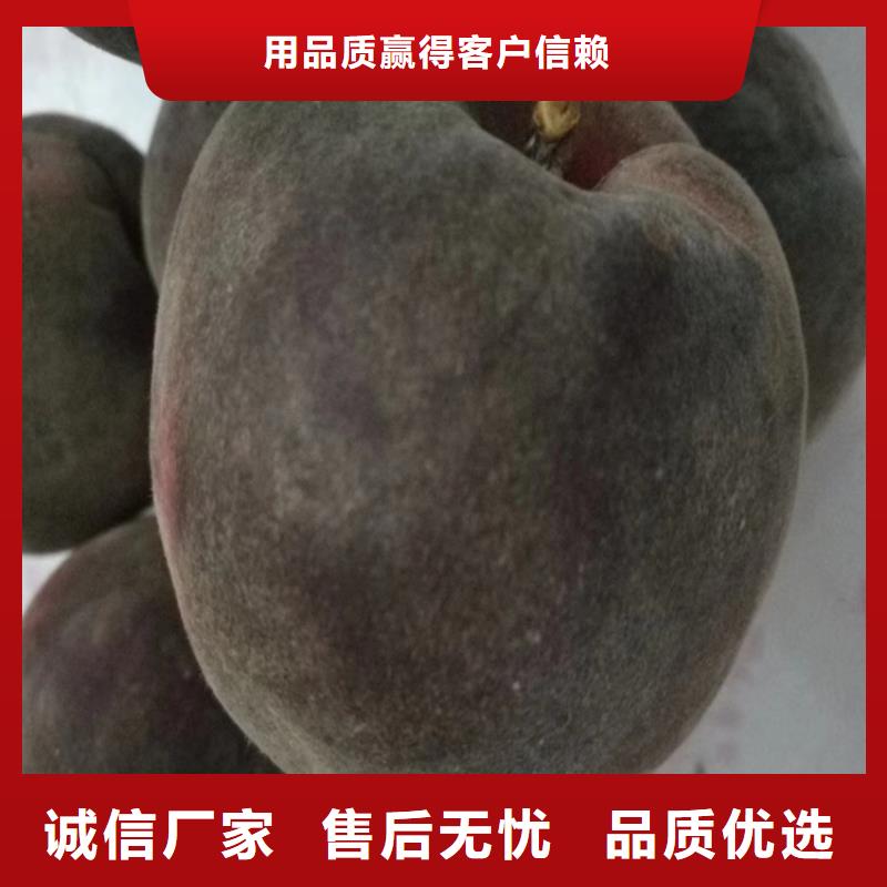桃【苹果苗】研发生产销售