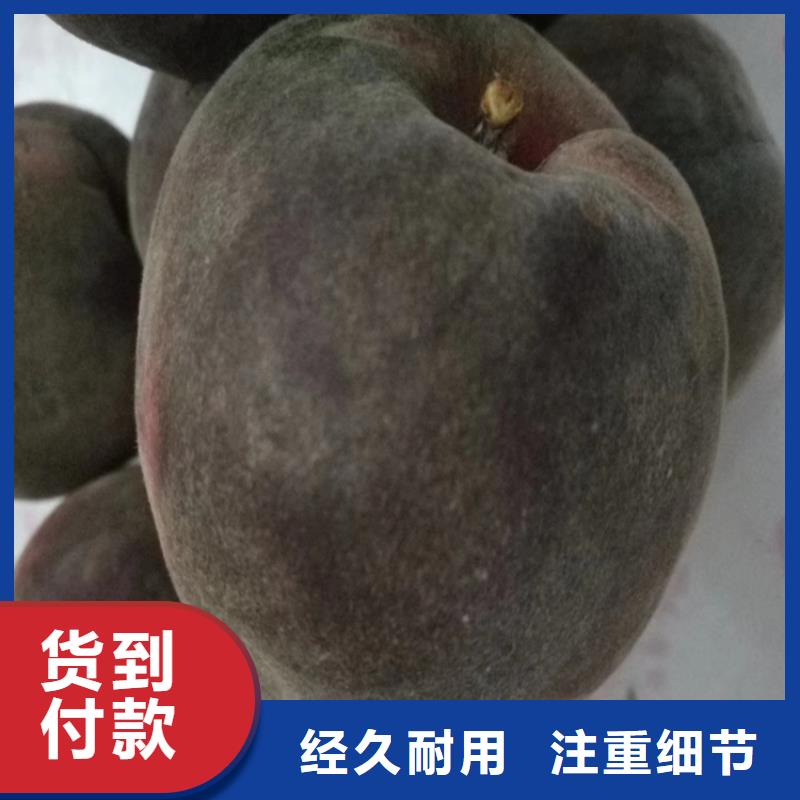 桃_【桃树苗】精品选购