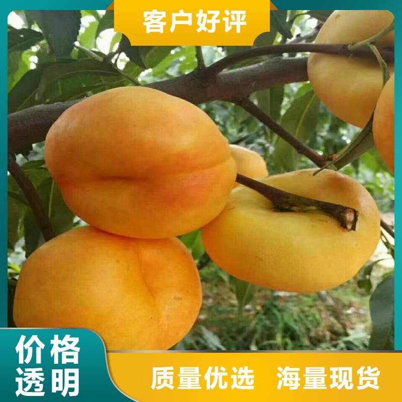 桃【蓝莓苗】用心做品质