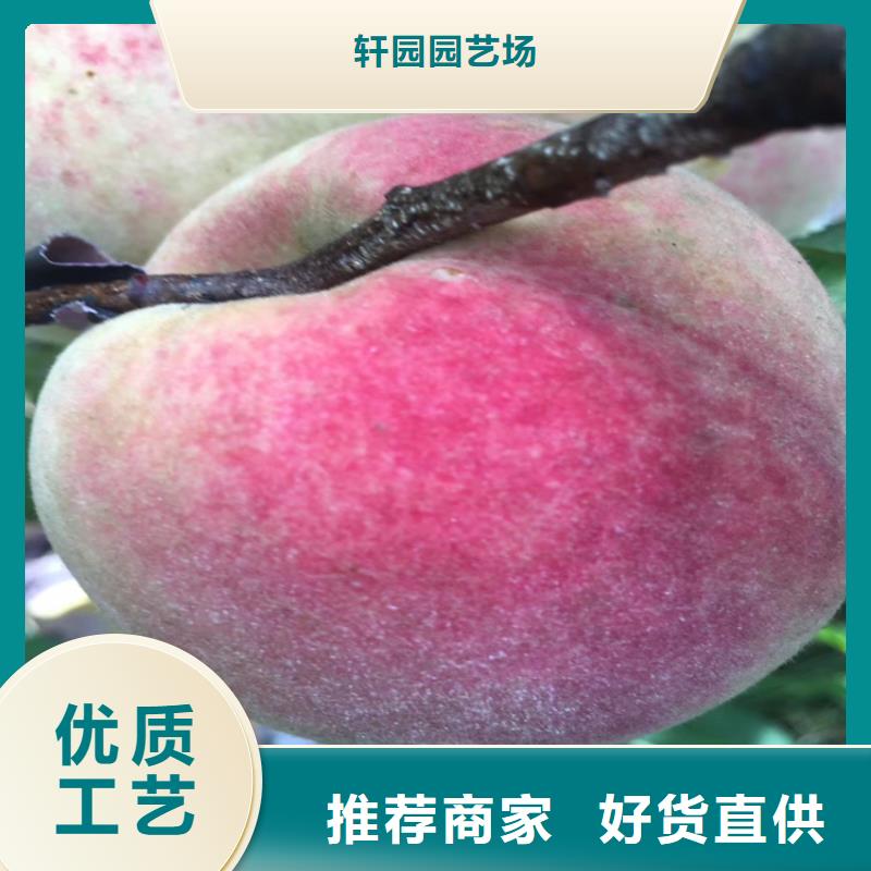 桃_【板栗苗】厂家直销放心