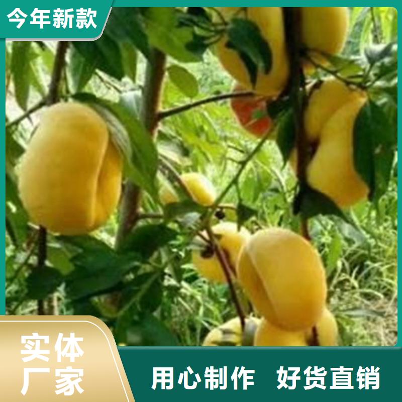 【桃】蓝莓苗放心选购