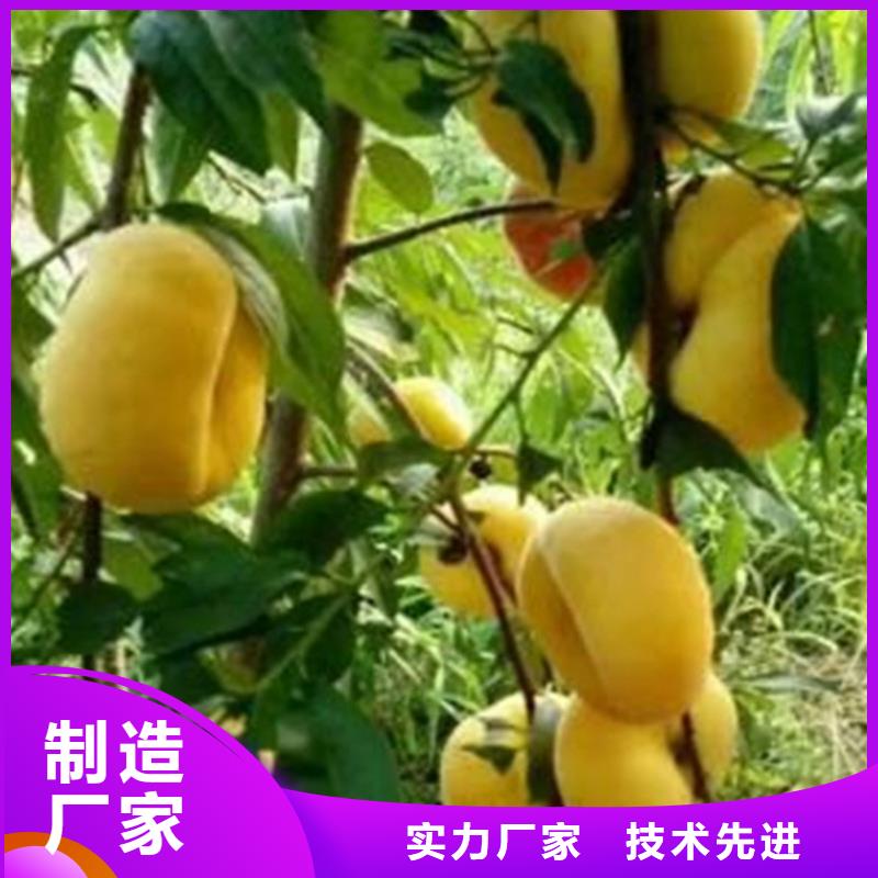 桃【北美冬青】主推产品